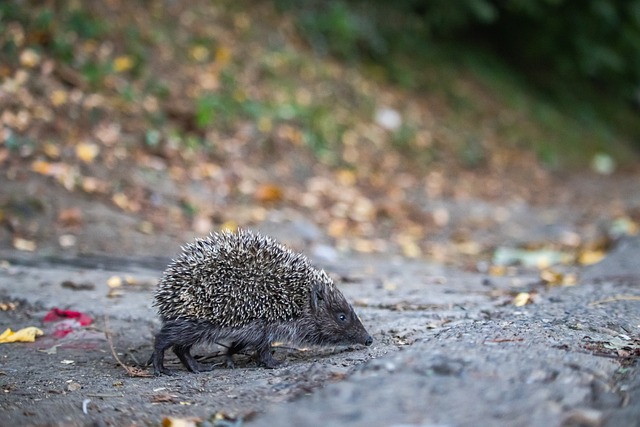 历来竞争激 历来竞争激