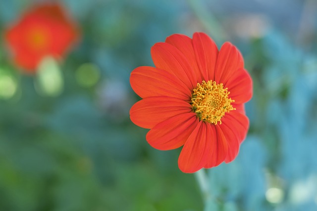 学术发展的 学术发展的