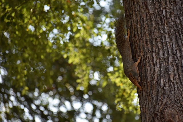 刺的關鍵比 刺的關鍵比